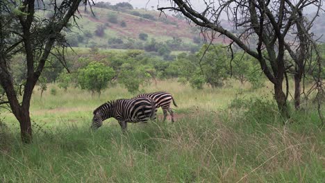 Two-zebras-feeding,-wide-shot