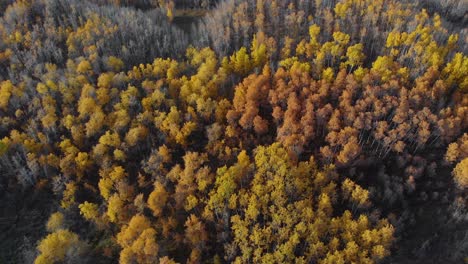 Aerial-view-of-sunlit,-fall-color-woods,-in-Alberta,-autumn-day,-in-Canada---descending,-drone-shot