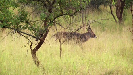 Afrikanische-Antilope-Geht-Durch-Hohes-Gras