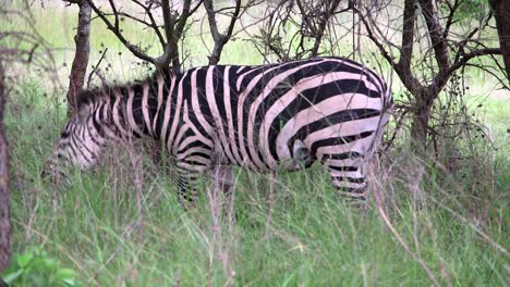 Zebra-Feeding-in-the-shade