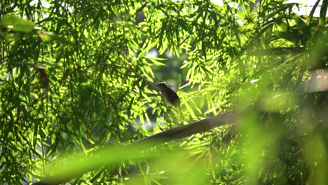 Jungle-bird-surrounded-by-vivid-green-leafs,-slow-motion