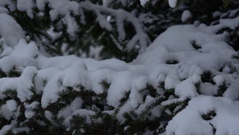 Slow-pan-of-a-snowed-coniferous-branch-in-the-Banff-National-Park-in-Canada