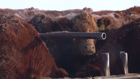 A-herd-of-red-Angus-cows-eating-in-slow-motion-during-the-winter-in-Canada