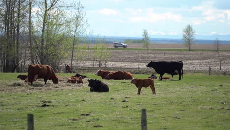 Cattle-in-a-farmland-of-Alberta,-Canada