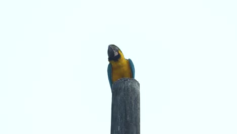 Exotic-bird-resting-on-wooden-pole,-blue-and-yellow-macaw,-slow-motion