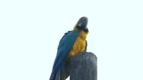 Wunderschöner-Blau-goldener-Ara-Vogel,-Der-Auf-Einem-Holzpfahl-Thront,-Zeitlupe