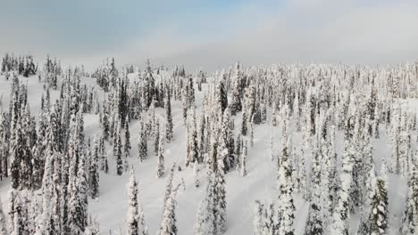 Drone-shot-over-snowed-treetops-in-Revelstoke,-Canada