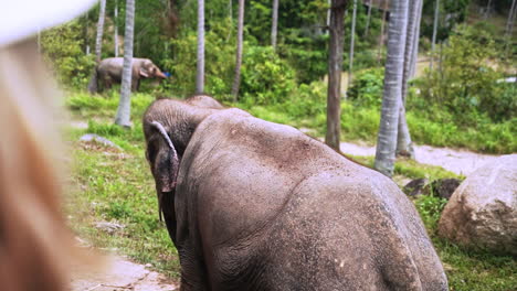 Watching-asian-elephants-in-elephant-sanctuary-jungle-in-Thailand