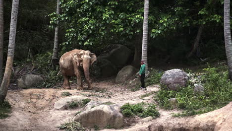 Hombre-Nativo-Parado-Ante-Un-Elefante-Asiático-En-La-Selva-Del-Santuario-De-Elefantes