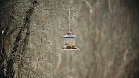 Chickadees-Landing-on-Bird-Feeder-and-Eating-Seeds