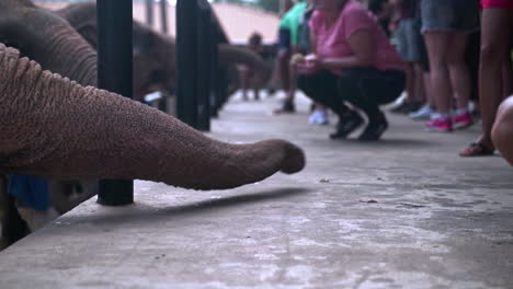 Turistas-Alimentando-Elefantes-Con-Sandía-En-El-Santuario-De-Elefantes.