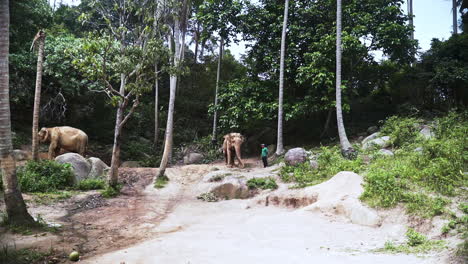 Cuidador-De-Animales-Vigilando-Dos-Elefantes-Asiáticos-En-El-Santuario-De-Elefantes