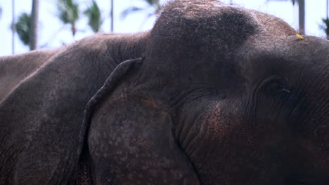 Asiatischer-Elefant-Bewegt-Seinen-Massiven-Kopf-Und-Hals-Unter-Palmen
