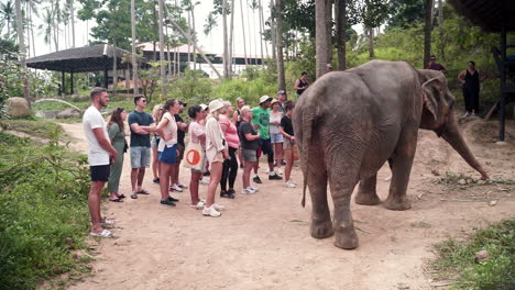 Touristen-Besuchen-Elefantenschutzgebiet-Und-Stehen-Neben-Asiatischen-Elefanten