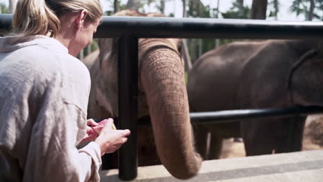 Chica-Rubia-Alimentando-Elefante-Con-Sandía-En-El-Santuario-De-Elefantes
