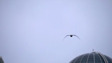 Rückansicht-Eines-Großen-Vogels,-Der-Im-Slomo-Mit-Moderner-Gebäudekulisse-Fliegt