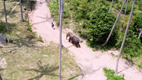 Asian-elephant-following-elephant-sanctuary-caretaker-on-jungle-path