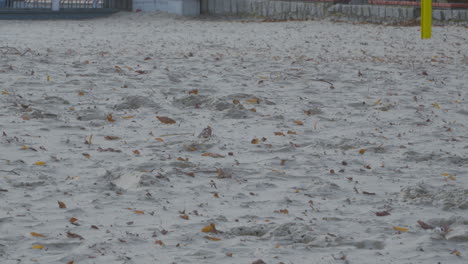 Brown-Dried-Leaves-Being-Blown-Over-Sandy-Beach
