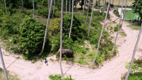 Elephant-sanctuary-caretaker-and-asian-elephant-walking-on-jungle-path