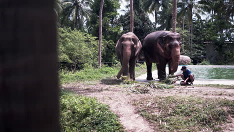 Elephant-sanctuary-animal-keeper-feeding-two-elephants-palm-leaves