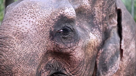 Das-Faltige-Gesicht-Eines-Müden-Asiatischen-Elefanten-Schließt-Langsam-Sein-Schläfriges-Auge