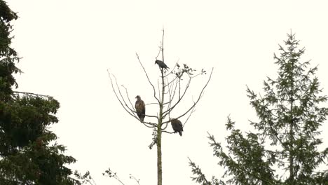 águilas-Y-Cuervo-Común-Posado-En-Un-árbol-Sin-Hojas-En-Columbia-Británica,-Canadá