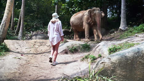 Blonde-woman-approaching-asian-elephant-grazing-in-tropical-jungle