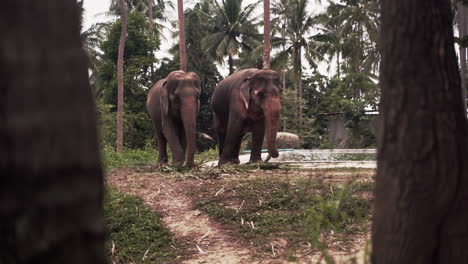 Two-asian-elephants-grazing-under-tropical-palm-trees-by-water-pool