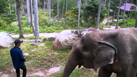 Beobachten-Sie,-Wie-Sich-Die-Tierpfleger-Des-Elefantenschutzgebiets-Um-Die-Elefanten-In-Der-Ausstellung-Kümmern