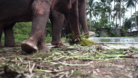 Legs-and-trunks-of-asian-elephants-eating-leaves-in-elephant-sanctuary