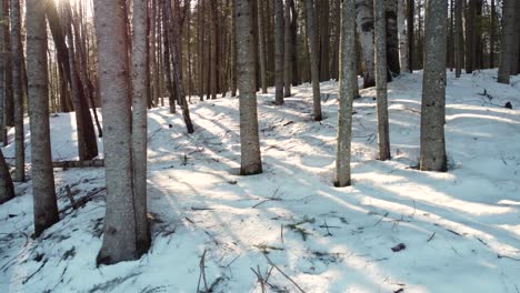 Ruhige-Schönheit-Inmitten-Eines-Schneebedeckten-Waldes-Im-Winter-In-Huntsville,-Muskoka-Region-In-Ontario,-Kanada