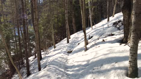 Enchanting-Winter-Wonderland---Snowy-Forest-In-Huntsville,-Muskoka-Region,-Canada-At-Late-Winter