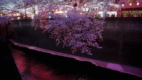 Flores-De-Cerezo-Rosadas-Flotando-En-El-Río-Nakameguro-En-Tokio,-Tarde-De-Primavera