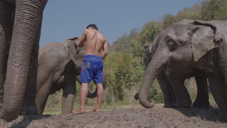 Mahout-surrounded-by-elephants-in-Elephants-Sanctuary-in-Chaing-Mai