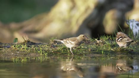 Eine-Kamerafahrt-Von-Waldvögeln-Auf-Dem-Boden-Im-Zeitigen-Frühjahr-In-Den-Niederlanden