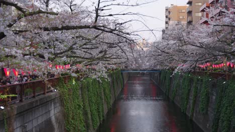 Sakura-Floreciendo-Sobre-Tokio,-Río-Nakameguro-En-Primavera-4k