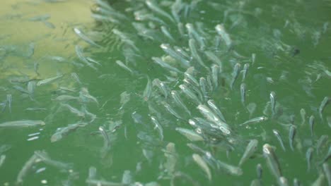 Gezüchteter-Flachkopf-Meeräschen-Fischschwarm-In-Aquakulturanlage