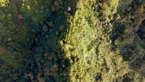 Top-down-view-of-tropical-forest