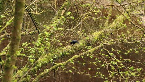 Hand-held-shot-of-a-black-bird-eating-insects-off-of-a-branch-above-a-river