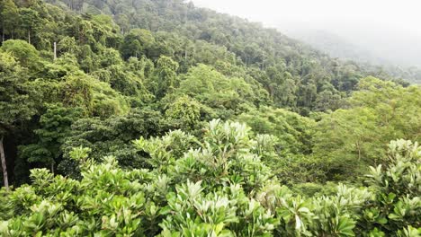 Aerial-of-rain-forest-in-South-East-Asia,-Wide-angle,-birds-eye-view