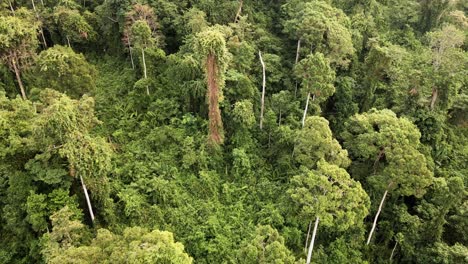 bird's-eye-view-tilt-down-Aerial-of-rain-forest-in-South-East-Asia,-Wide-angle,-birds-eye-view