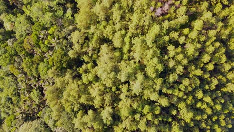 Drone-shot-tropical-rain-forest