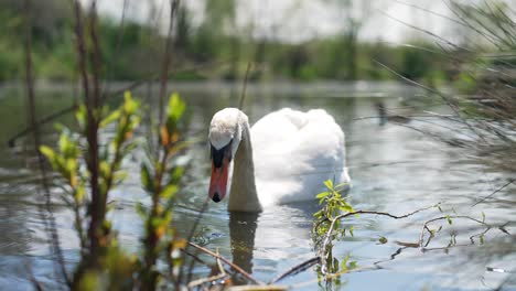 Slow-motion-water-level-clio-of-adult-white-Mute-swan-floating-on-freshwater-waterway-and-feeding-on-water-plants
