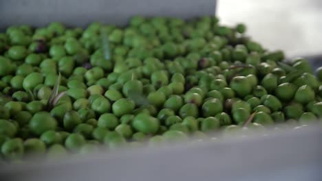 Close-up-green-olives-being-transported-on-a-conveyer-belt