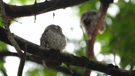 Found-sleeping-and-then-opens-its-eyes-a-bit-later-as-an-individual-is-seen-at-the-background-moving,-Spotted-Owlet-Athene-brama,-Thailand