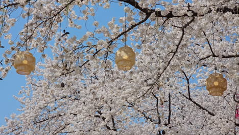 Sakura-Festival-Lanterns-Hanging-On-White-Cherry-Blossoms-Tree-At-Let's-Run-Park-Seoul-In-South-Korea