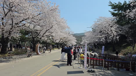 People-Walking-In-The-Road-Along-The-Cherry-Blossom-Trees-During-Sakura-Festival-In-Let's-Run-Park-Seoul,-South-Korea