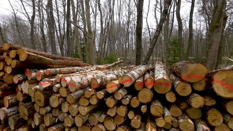 Wood-logs-stacked-in-woodland-after-commercial-felling-for-timber-industry