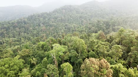 forward-dolly-Aerial-of-rain-forest-in-South-East-Asia,-Wide-angle,-birds-eye-view