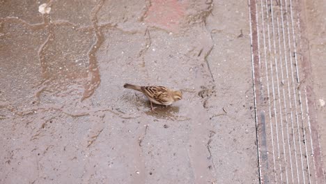 Top-View-Of-Sparrow-Bird-On-A-Muddy-Wet-Road